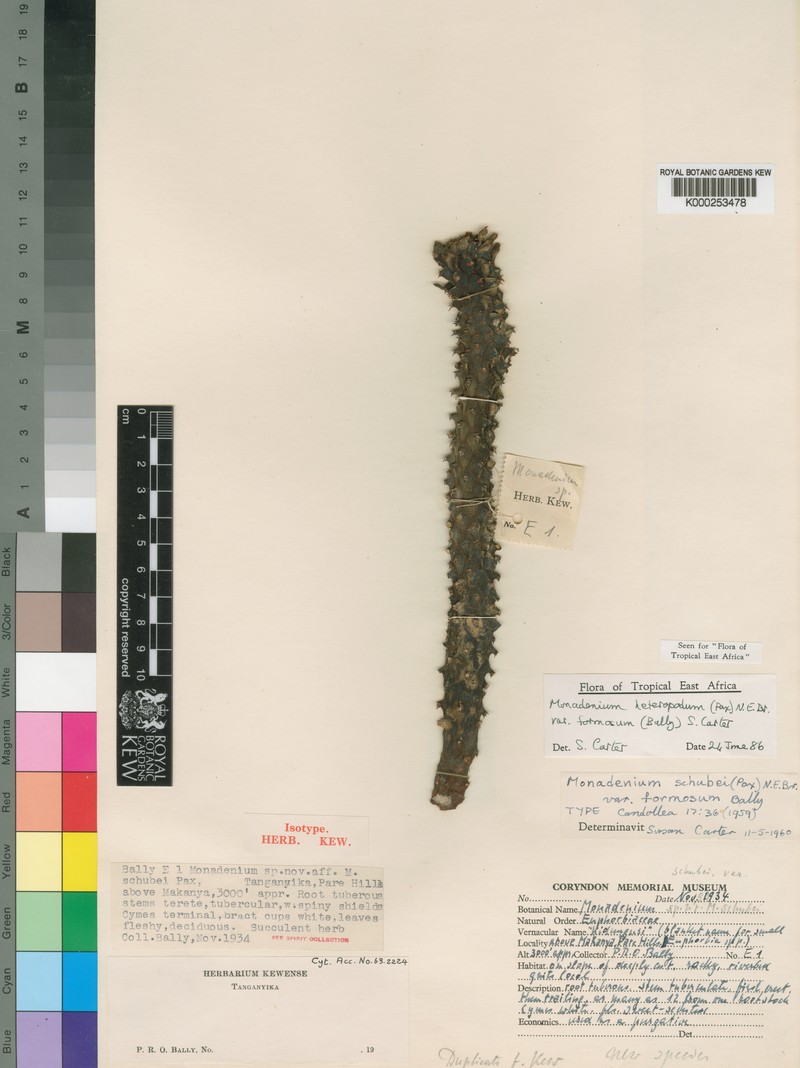 Euphorbia heteropodum photo 7