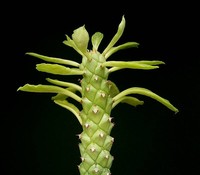 Euphorbia heteropodum