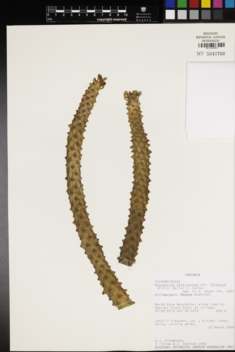 Euphorbia heteropodum var. formosa