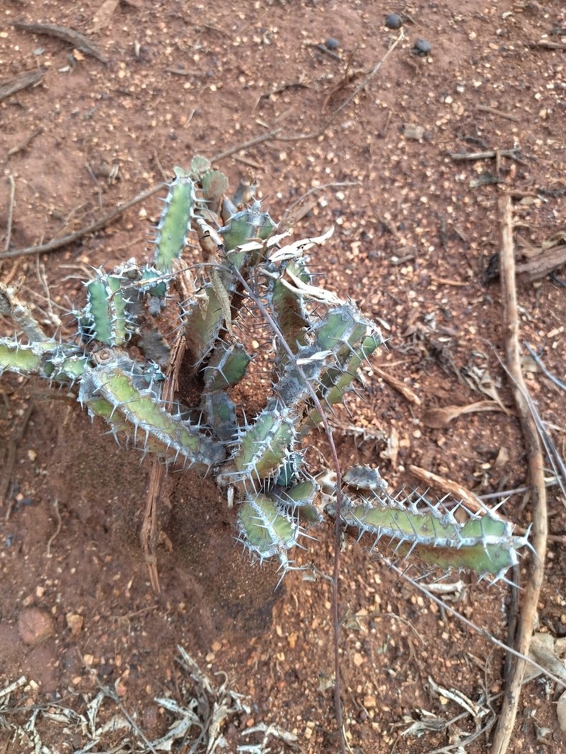Euphorbia heterospina photo 2