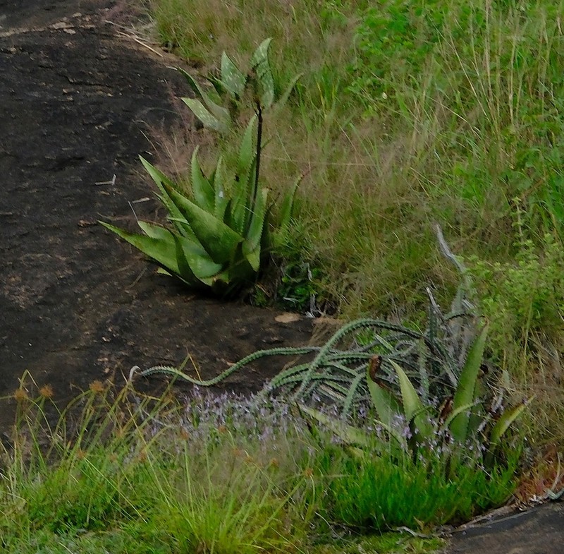 Euphorbia heterospina photo 3