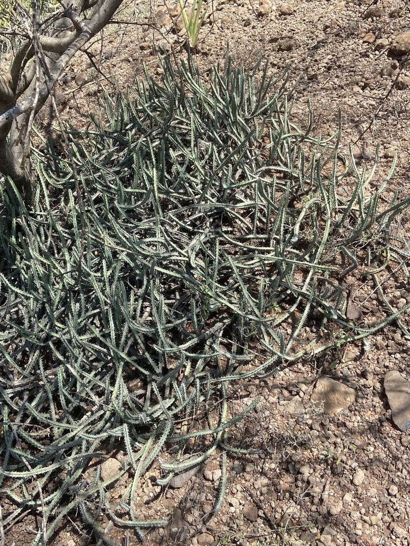 Euphorbia heterospina photo 4