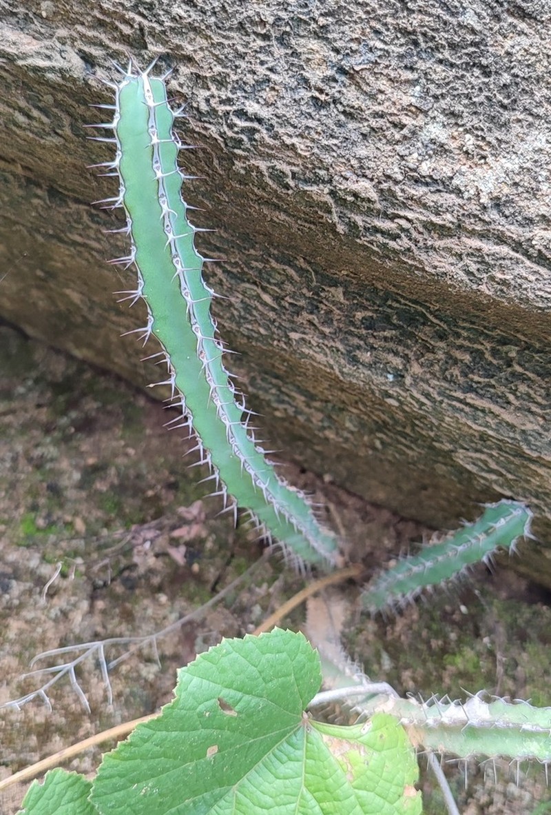 Euphorbia heterospina photo 5