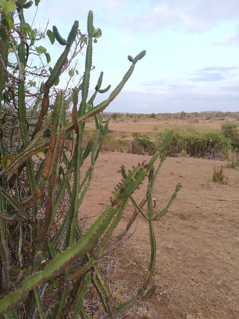 Euphorbia heterospina photo 6