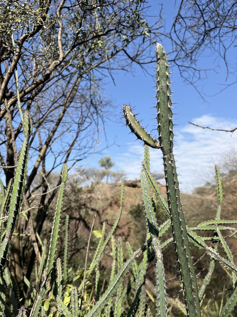 Euphorbia heterospina photo 7
