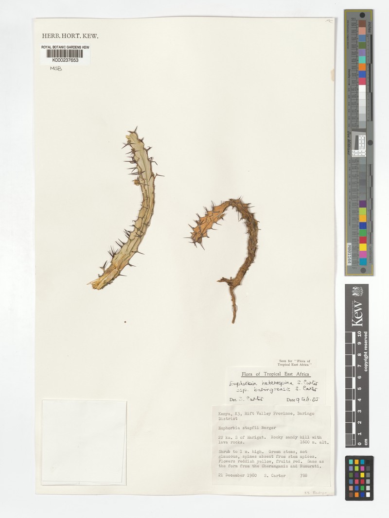 Euphorbia heterospina subsp. baringoensis