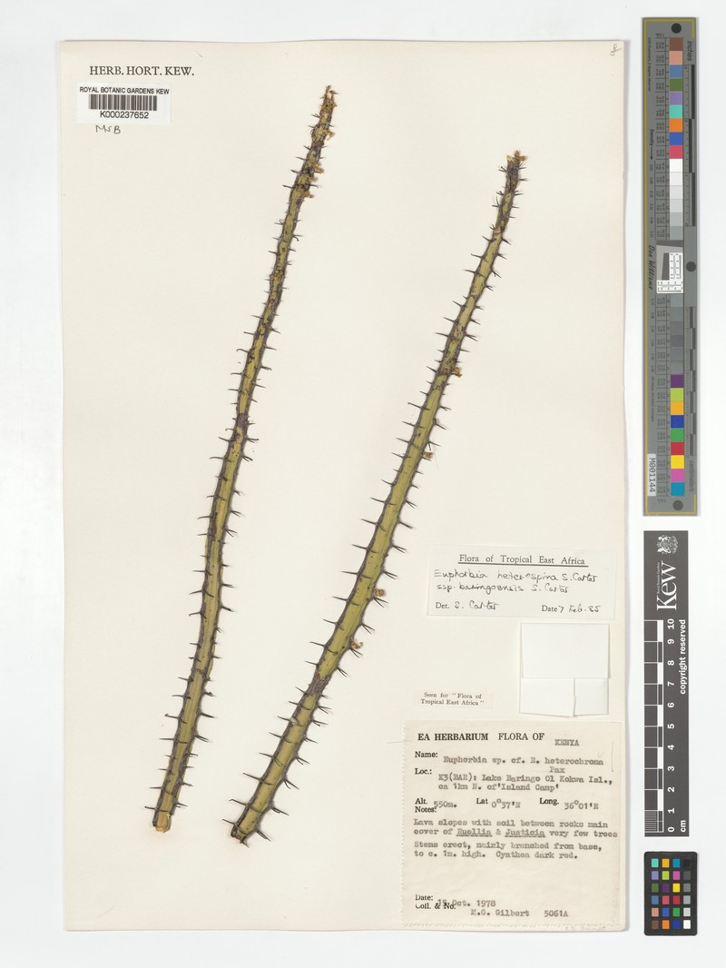 Euphorbia heterospina subsp. baringoensis photo 2