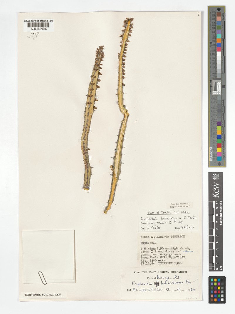Euphorbia heterospina subsp. baringoensis photo 3