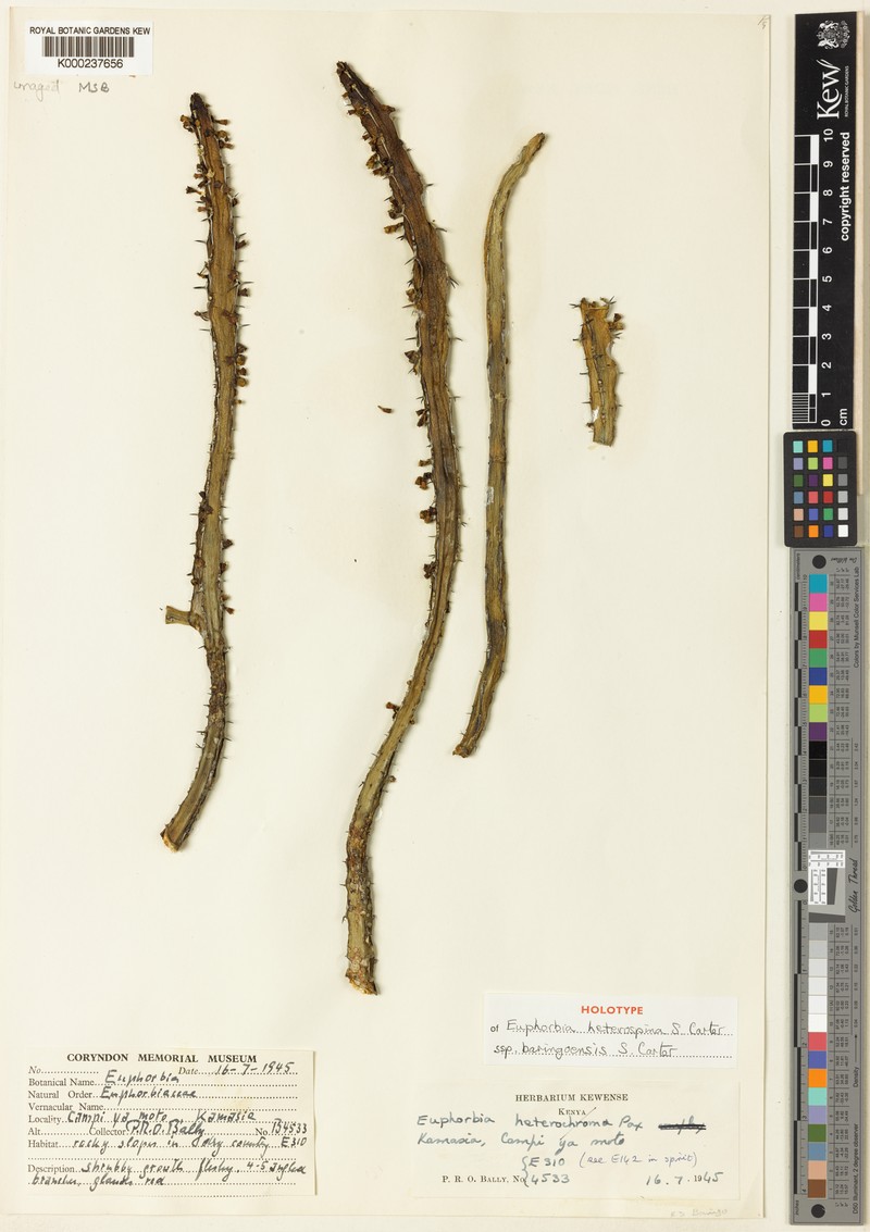 Euphorbia heterospina subsp. baringoensis photo 4