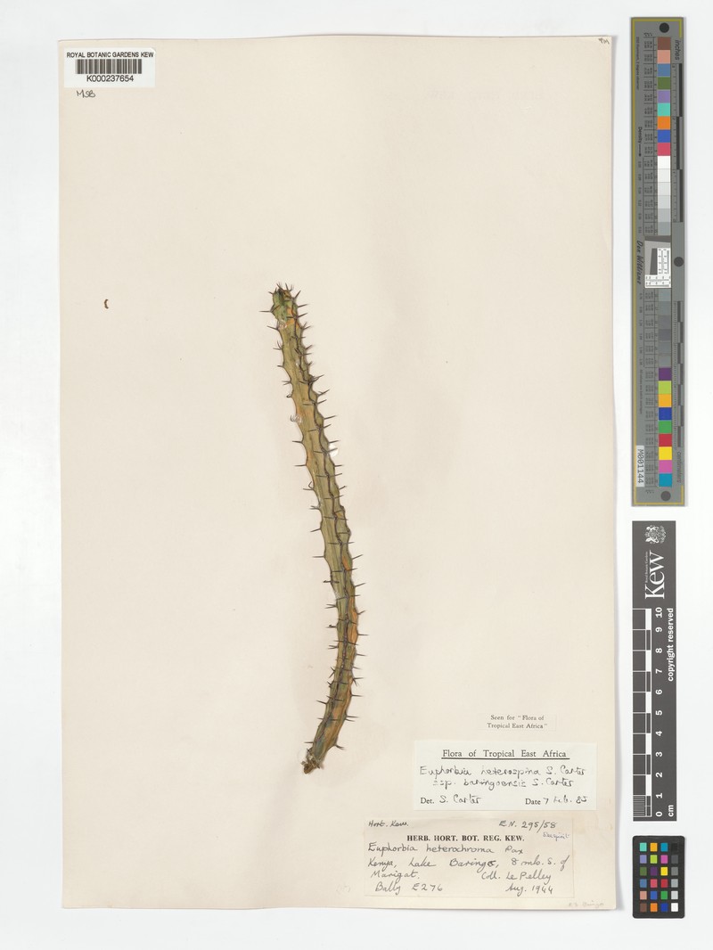 Euphorbia heterospina subsp. baringoensis photo 5