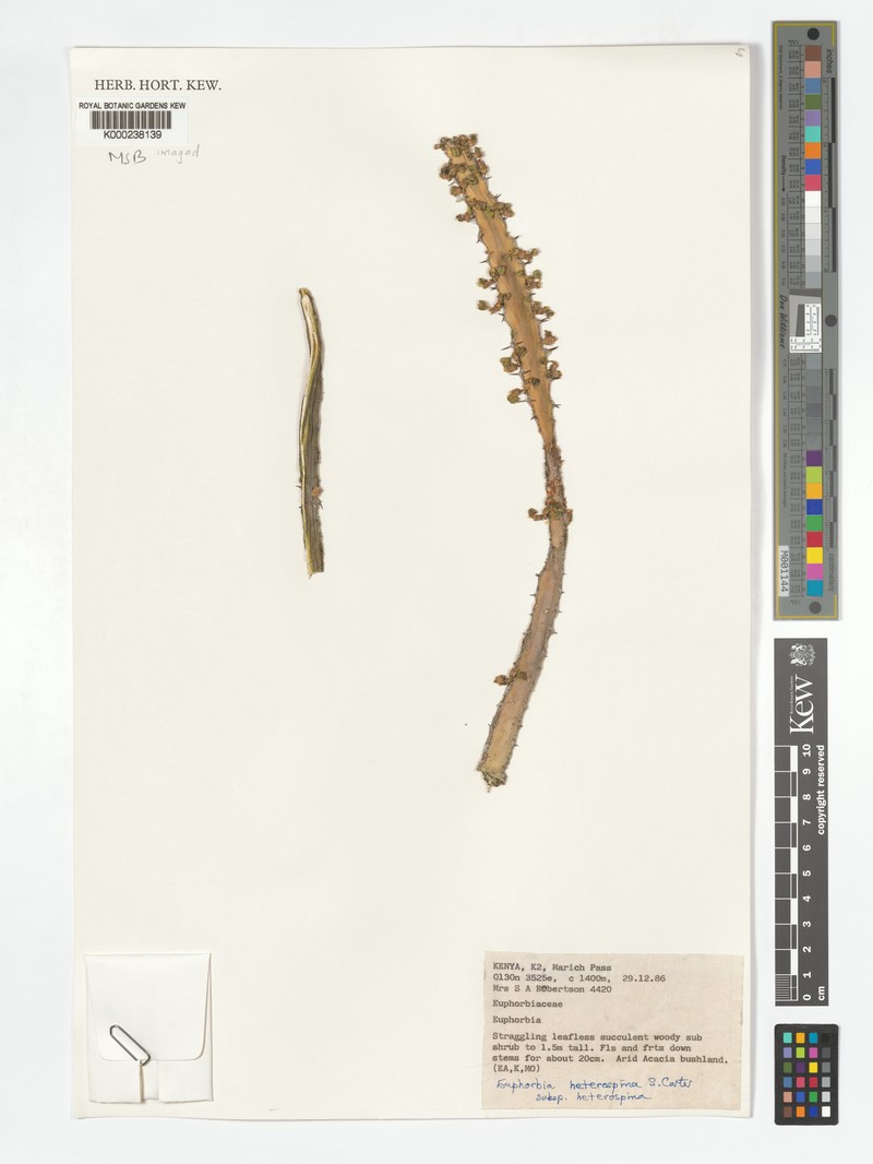 Euphorbia heterospina subsp. heterospina
