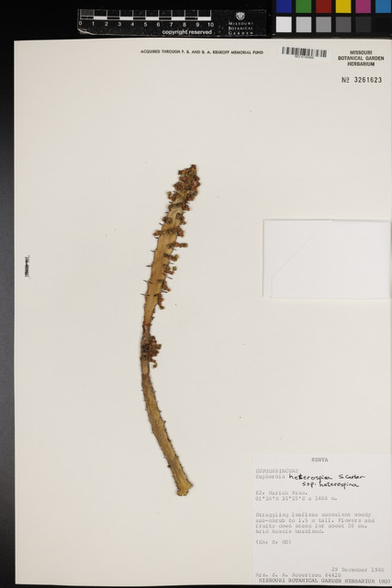 Euphorbia heterospina subsp. heterospina photo 2