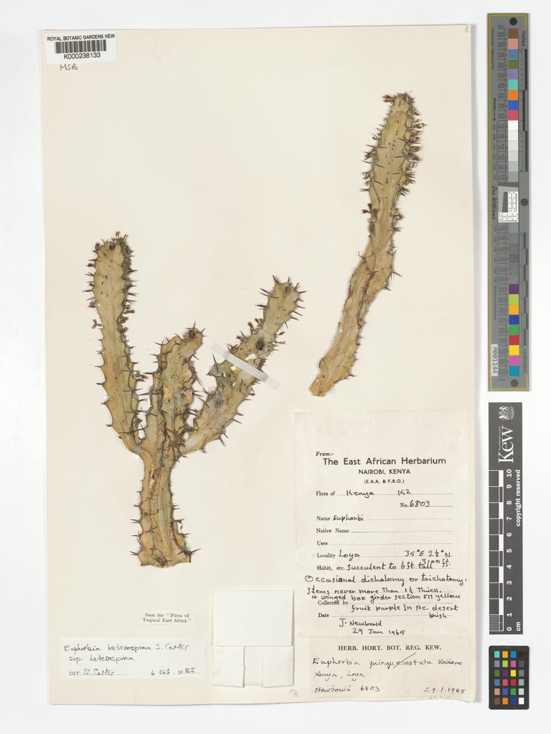 Euphorbia heterospina subsp. heterospina photo 3
