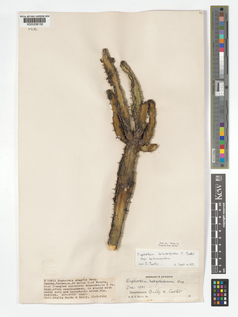 Euphorbia heterospina subsp. heterospina photo 4