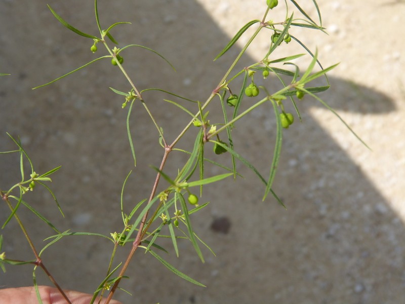 Sixangle Spurge