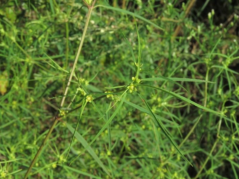 Sixangle Spurge photo 2
