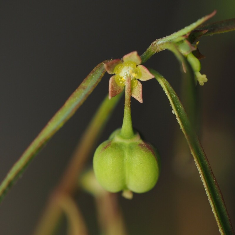 Sixangle Spurge photo 3