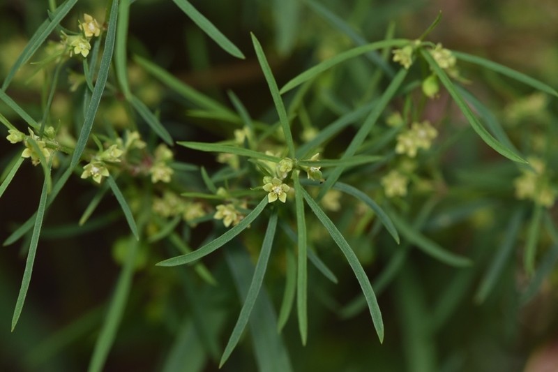 Sixangle Spurge photo 4