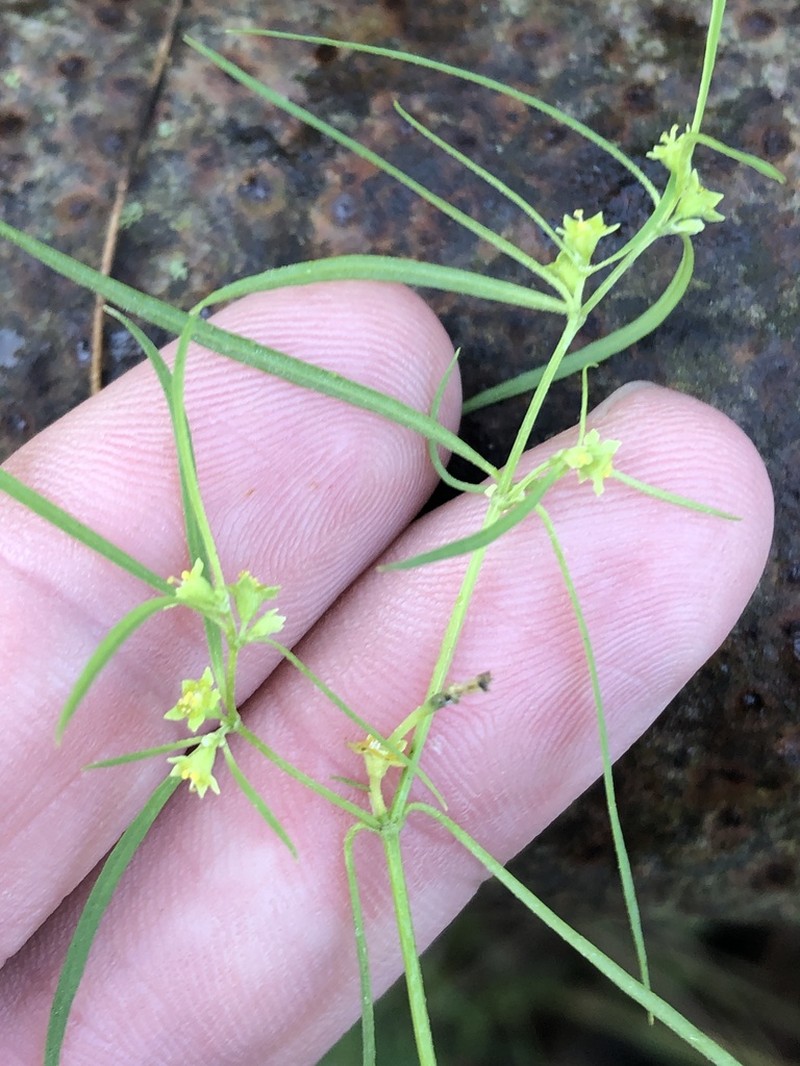 Sixangle Spurge photo 5