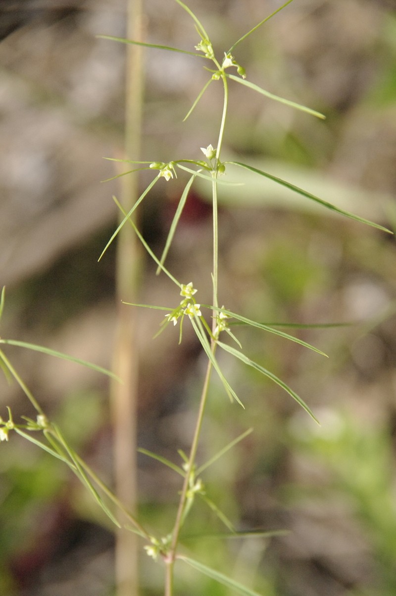 Sixangle Spurge photo 6