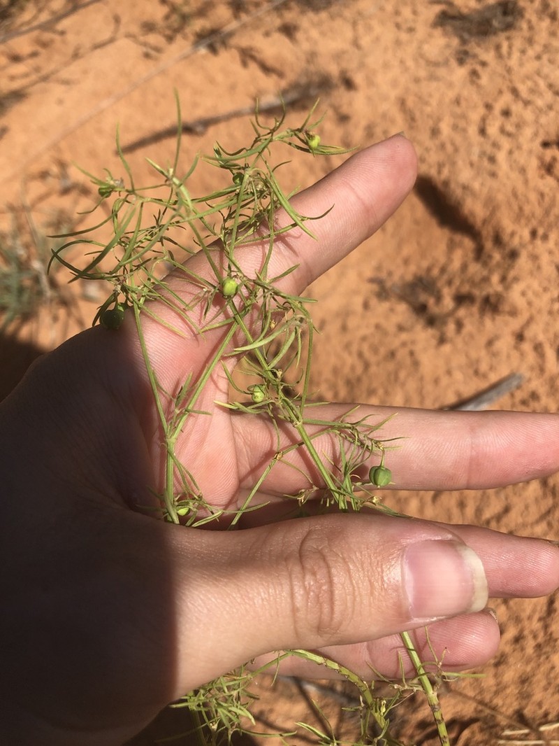 Sixangle Spurge photo 7