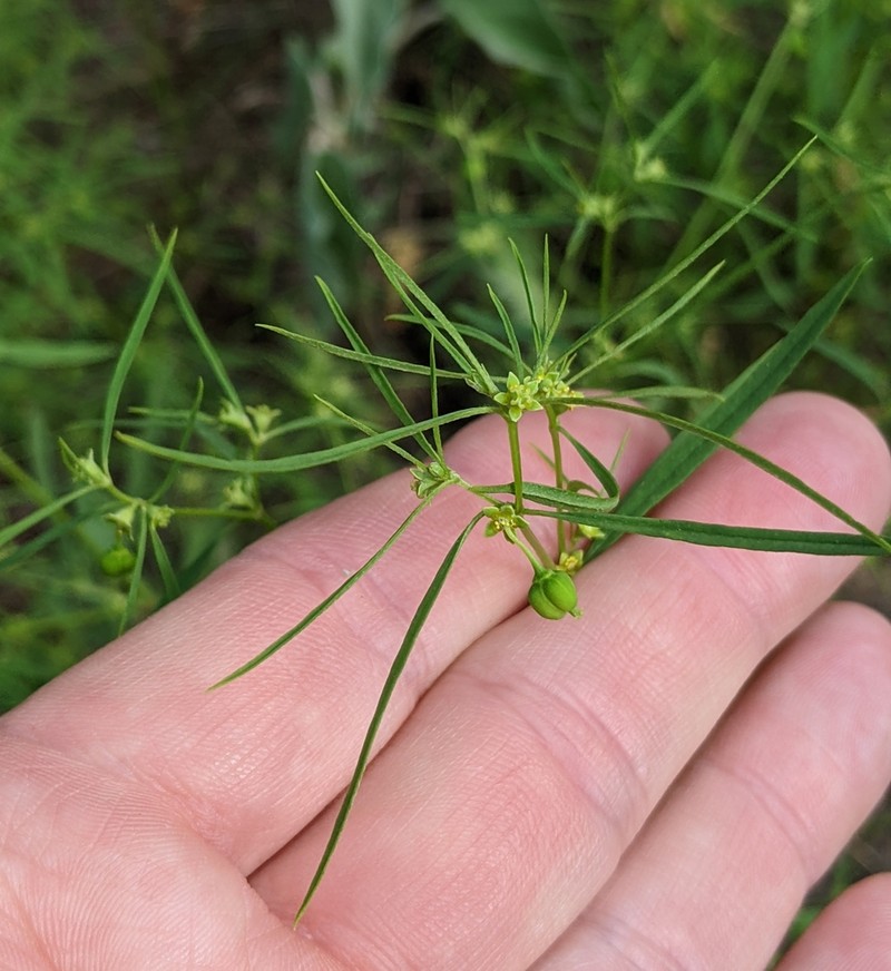 Sixangle Spurge photo 8