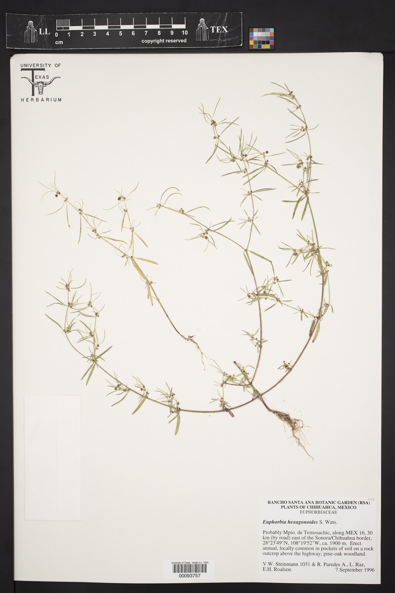 Euphorbia hexagonoides photo 2