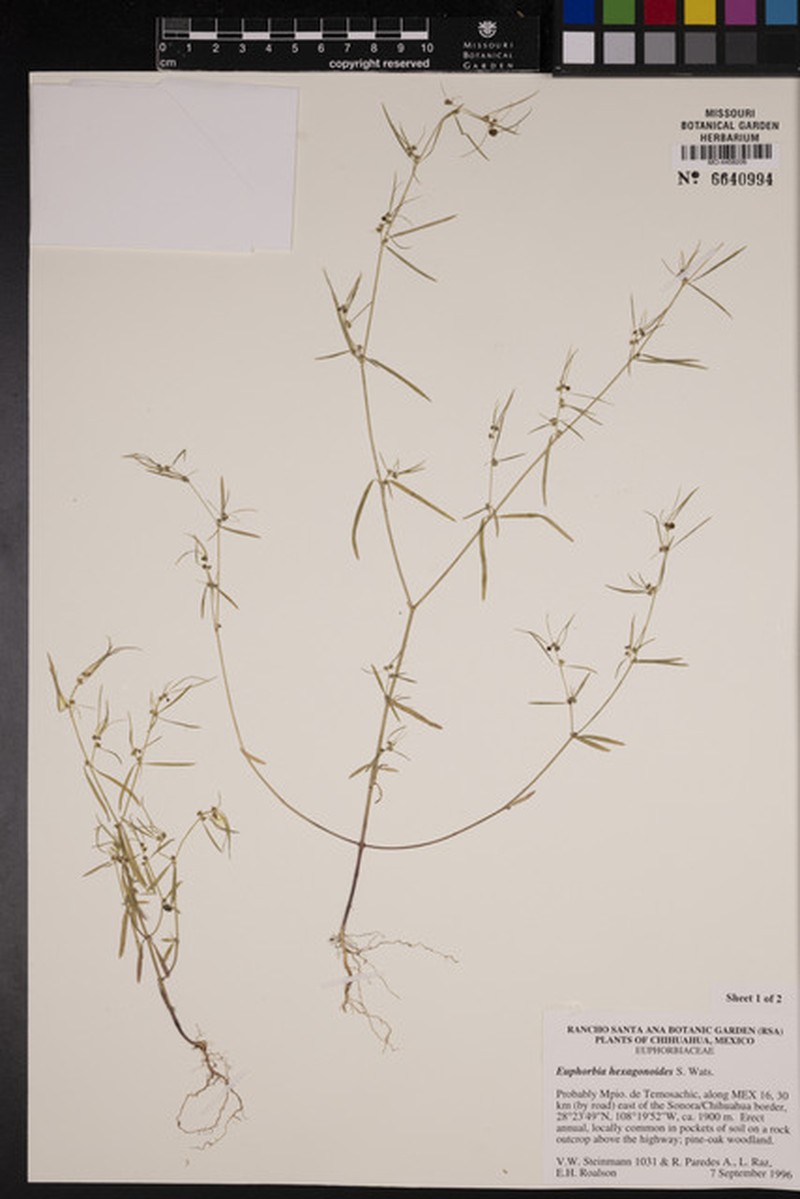 Euphorbia hexagonoides photo 5