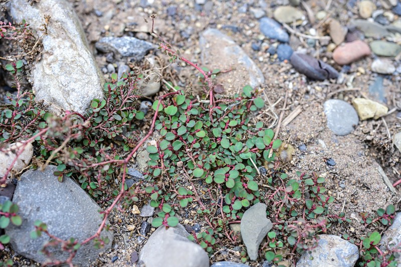 Euphorbia heyneana photo 2