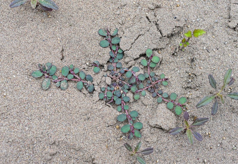 Euphorbia heyneana photo 3
