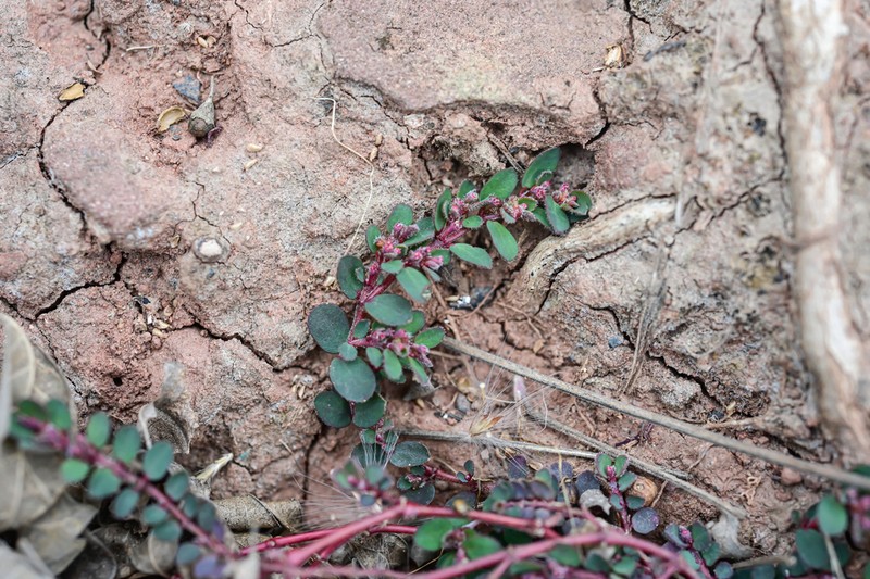 Euphorbia heyneana photo 4