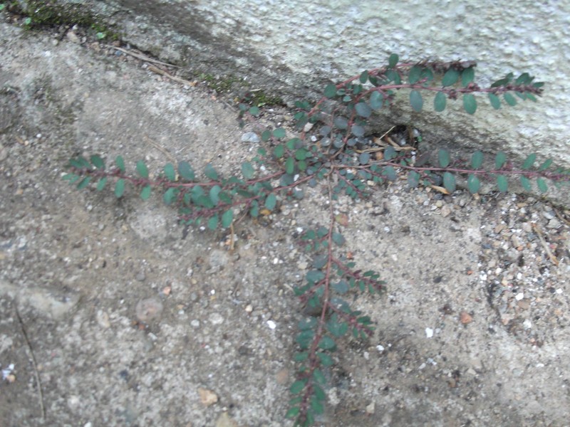 Euphorbia heyneana