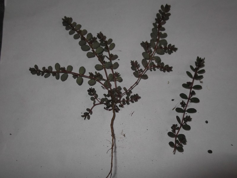 Euphorbia heyneana photo 6