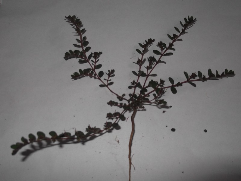 Euphorbia heyneana photo 7