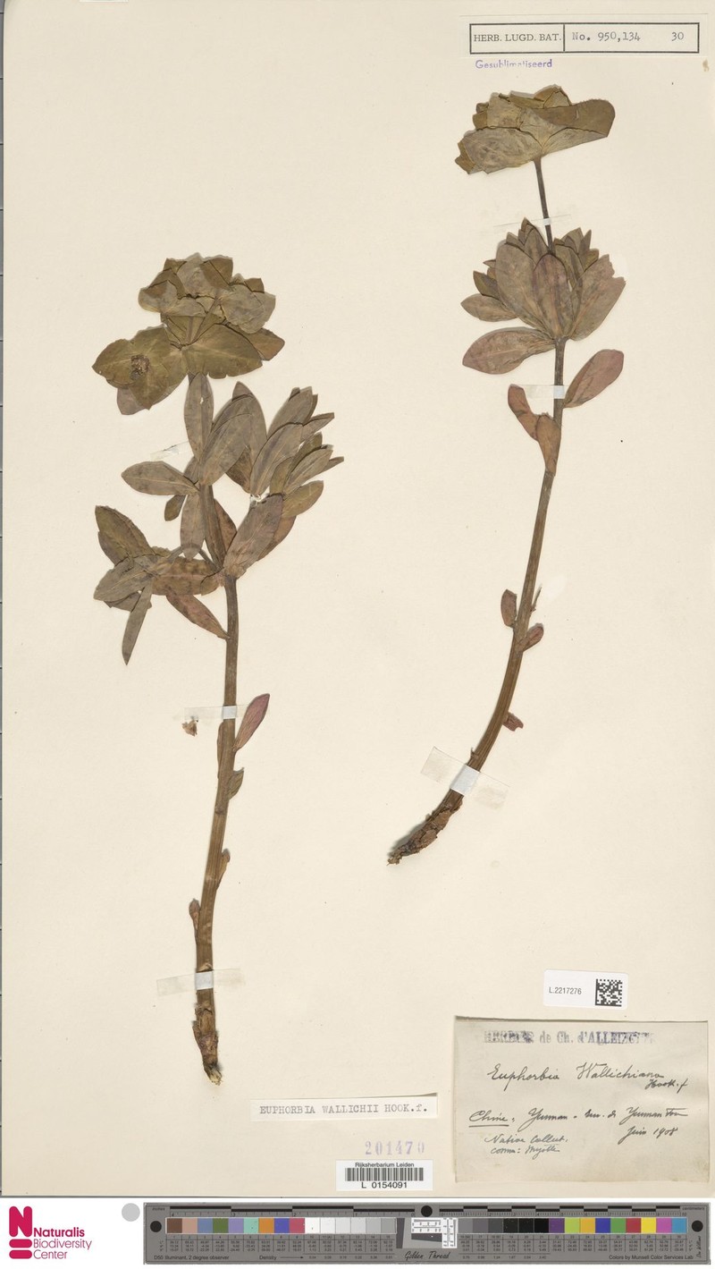 Euphorbia heyneana subsp. heyneana
