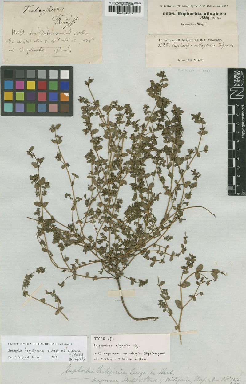 Euphorbia heyneana subsp. nilagirica