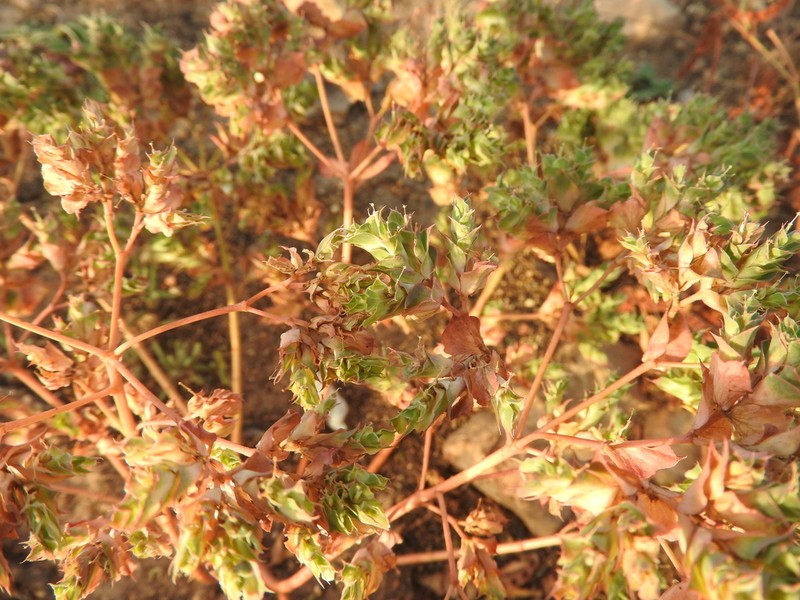 Euphorbia hieroglyphica