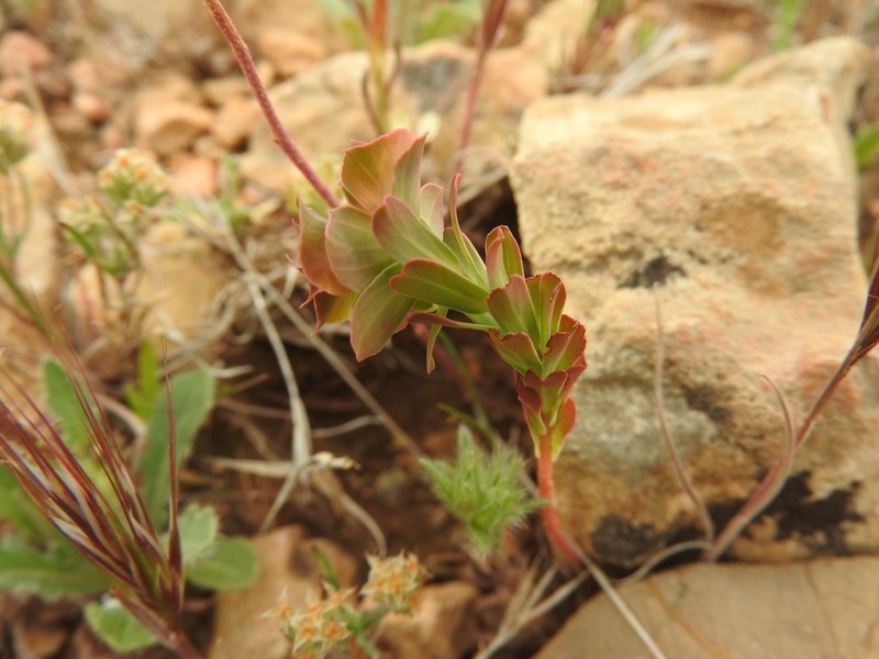 Euphorbia hieroglyphica photo 2