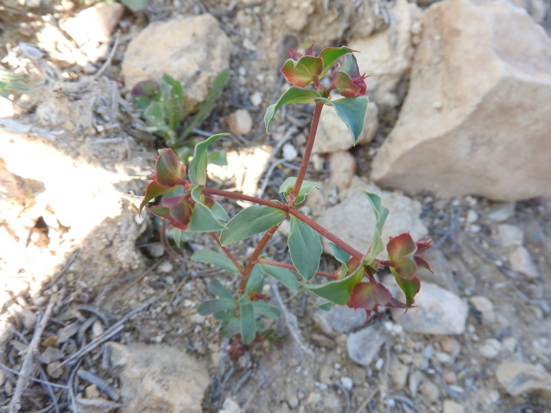 Euphorbia hieroglyphica photo 3
