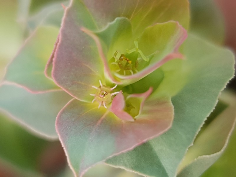 Euphorbia hieroglyphica photo 4