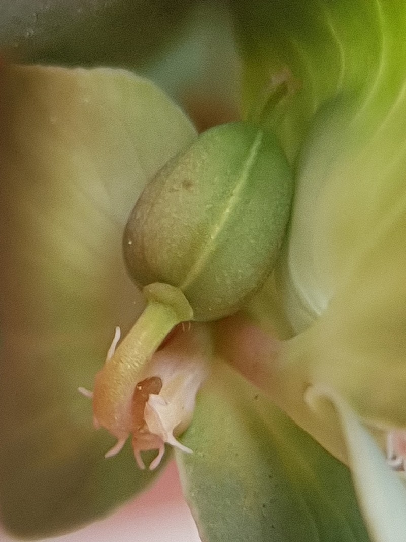 Euphorbia hieroglyphica photo 5