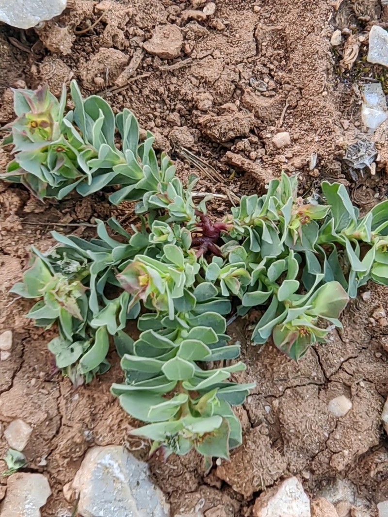 Euphorbia hieroglyphica photo 6