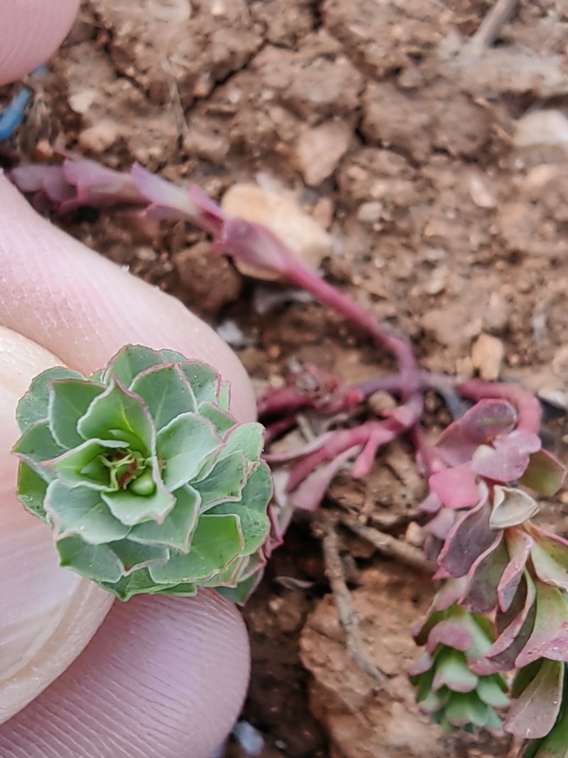 Euphorbia hieroglyphica photo 7