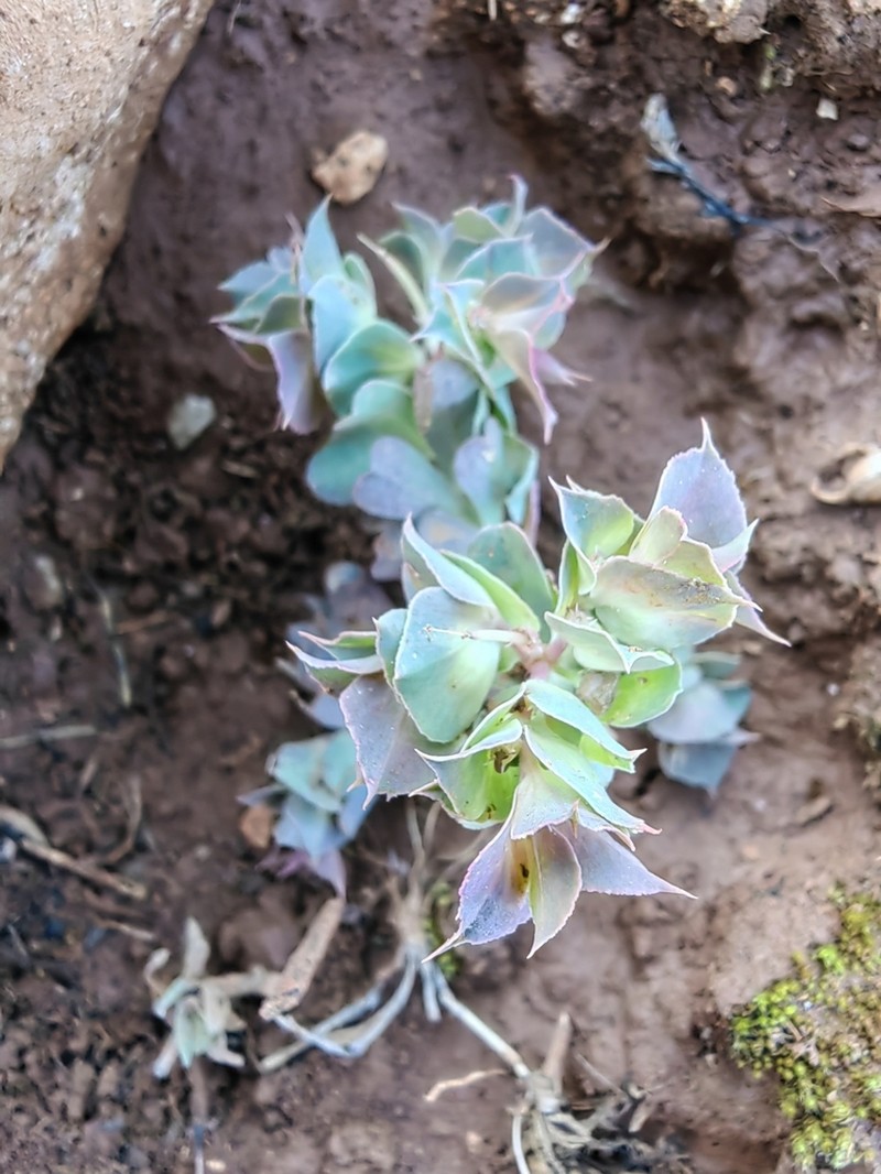 Euphorbia hieroglyphica photo 8