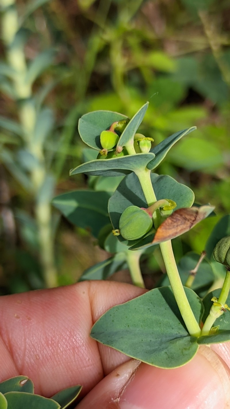 Euphorbia hieronymi