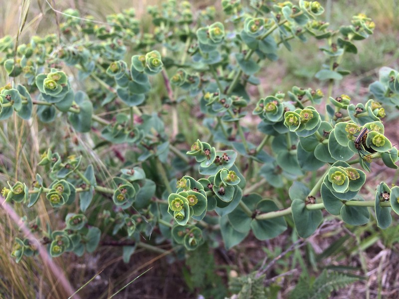 Euphorbia hieronymi photo 2