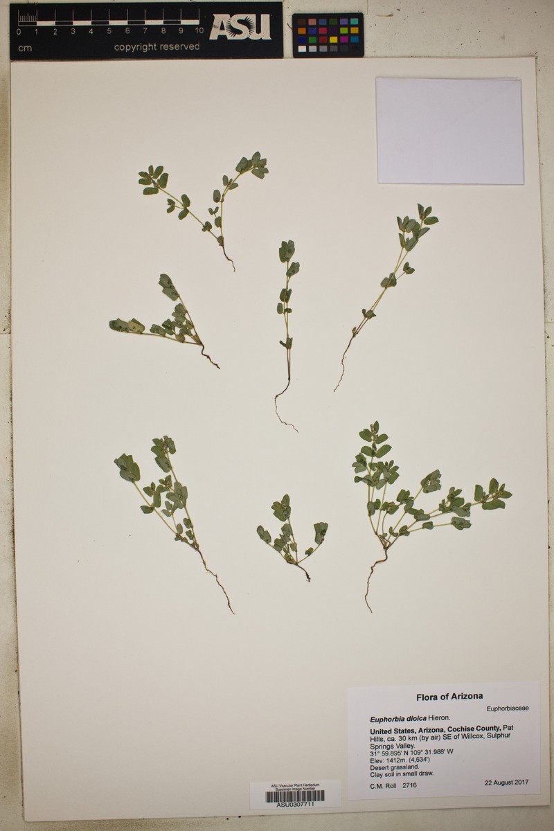 Euphorbia hieronymi photo 3