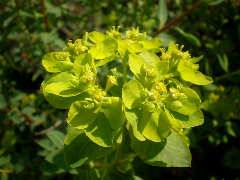 Euphorbia hierosolymitana