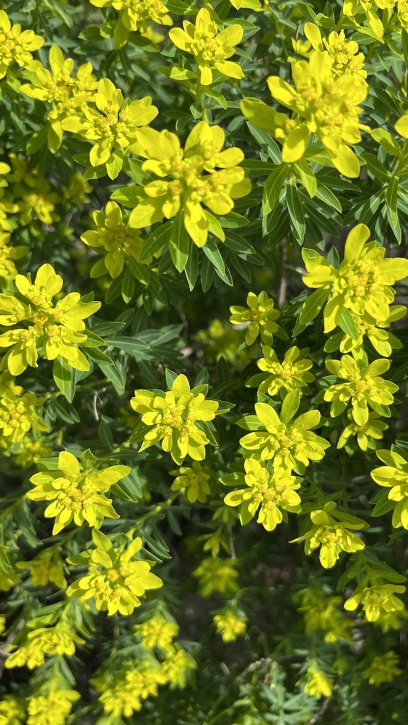Euphorbia hierosolymitana photo 2