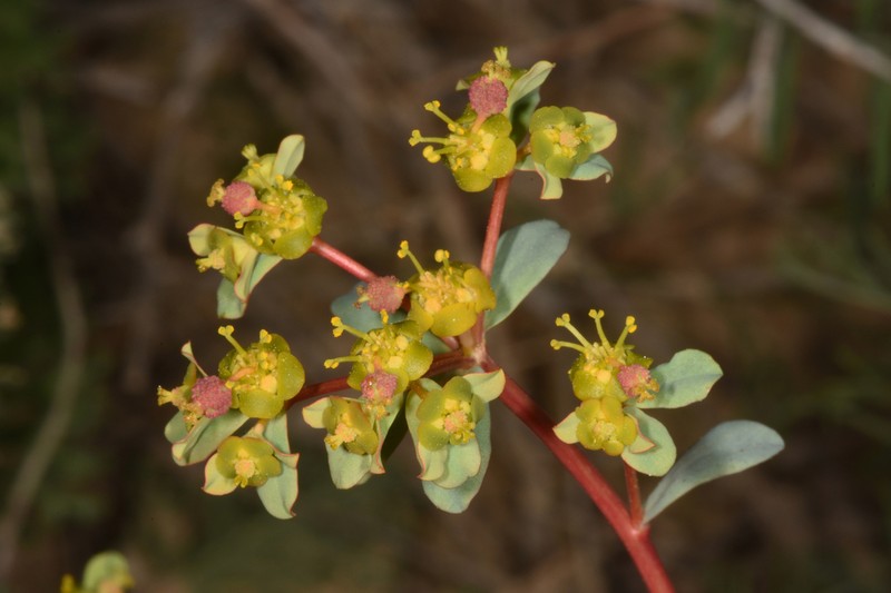 Euphorbia hierosolymitana photo 3